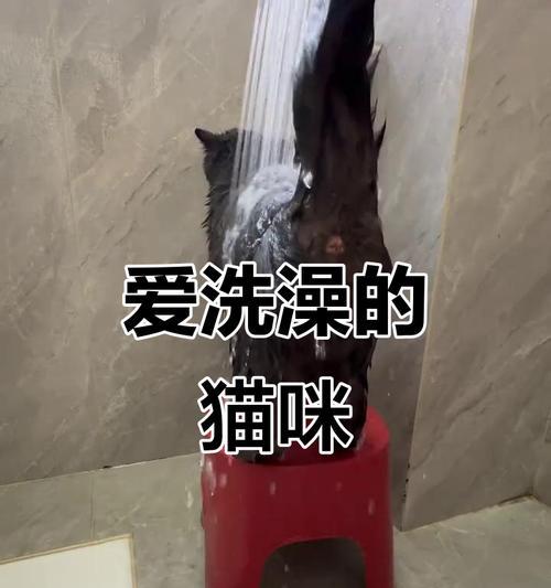 猫生完后多久洗澡最合适？（洗澡时间间隔与猫咪健康的关键）