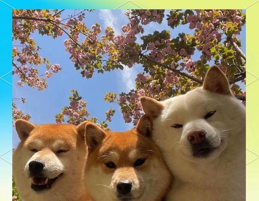 柴犬价格分析（揭秘柴犬价格波动趋势，为你选购提供参考）