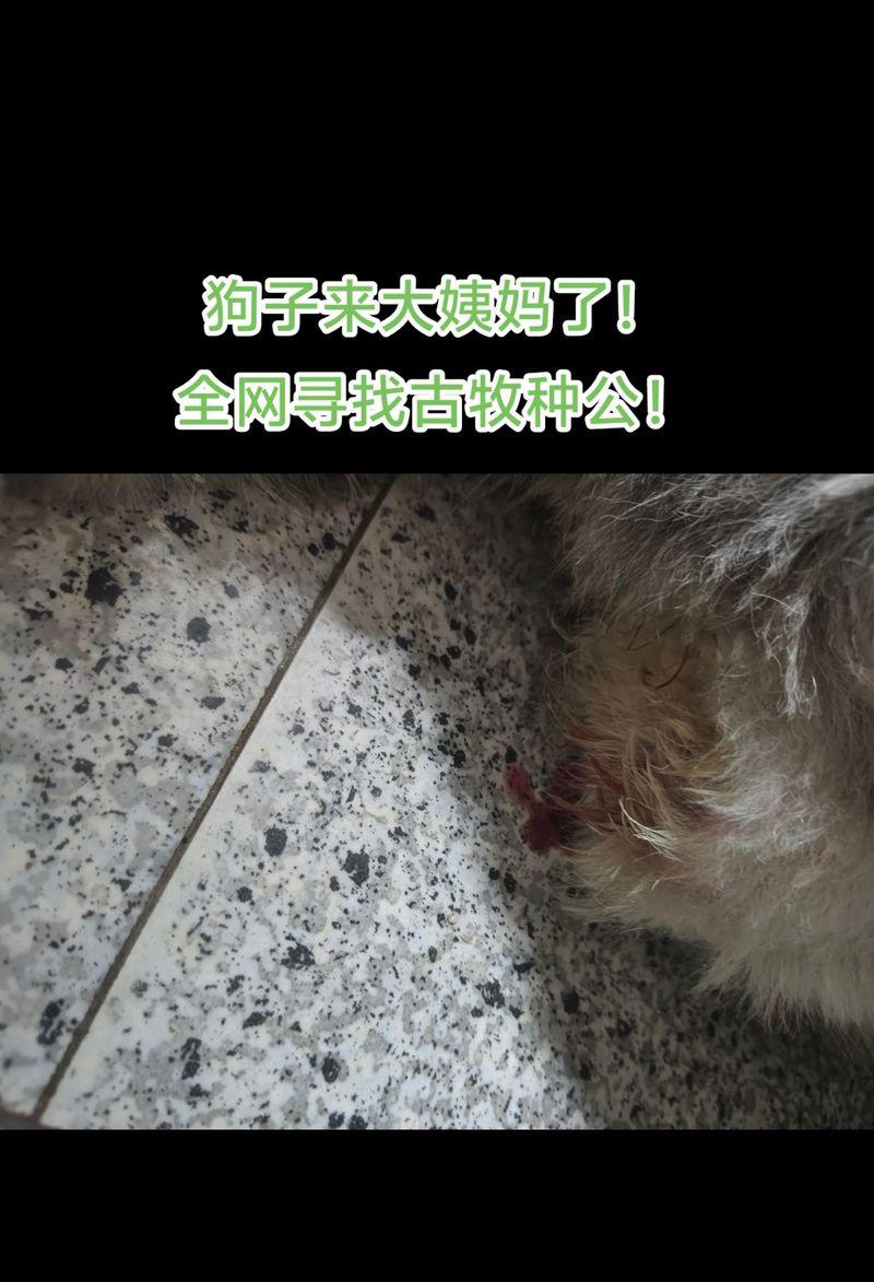 狗狗姨妈期长短的原因及管理方法（了解狗狗姨妈期的周期及如何正确处理）