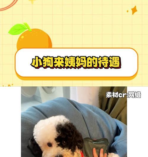 狗的第一次大姨妈周期及相关注意事项（了解狗的生理周期，关心你的宠物健康）