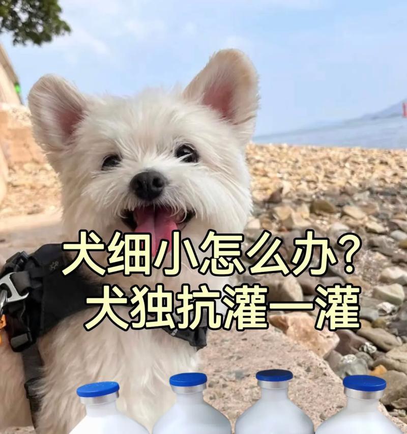 狗狗喝水，多久换一次合适？（水质保障，关键是什么？）