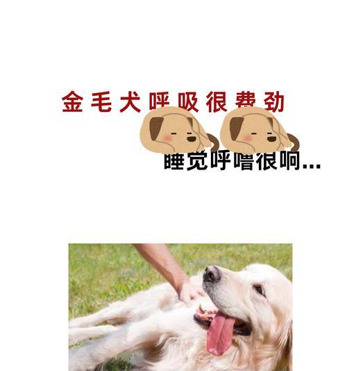 金毛狗狗驱虫的重要性及方法（金毛狗狗健康的关键，每隔一段时间就需要进行驱虫）