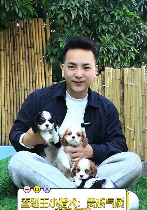 探秘查理王小猎犬的寿命之谜（了解查理王小猎犬的寿命及影响因素）