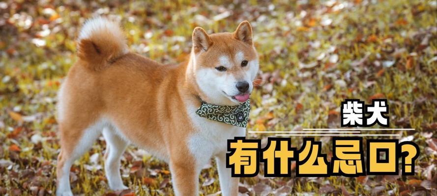 柴幼犬饲养（了解柴幼犬的饲养需求，掌握合适的狗粮摄入量和喂食次数）