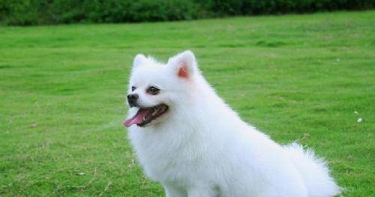 了解尖嘴型犬——聪明活泼的陪伴好伙伴（品种特征、训练要点及养护技巧一览）