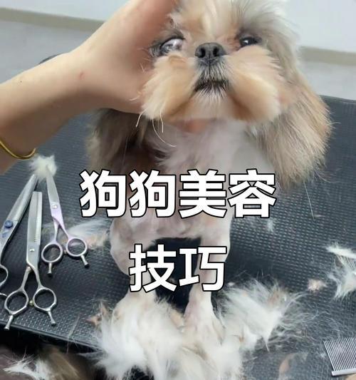 宠物手术后的护理与成败（关键注意事项和主人的责任）