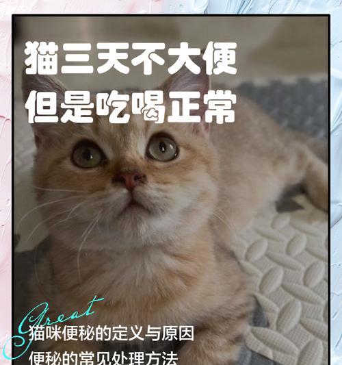 幼猫的排便频率是多久一次？（幼猫健康成长的重要细节和关键时间节点）
