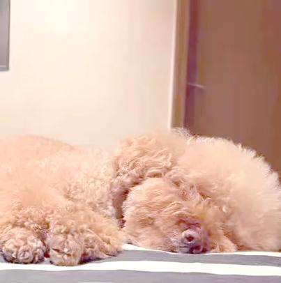 泰迪寿命揭秘（泰迪犬的寿命与老年期的特征及养护）