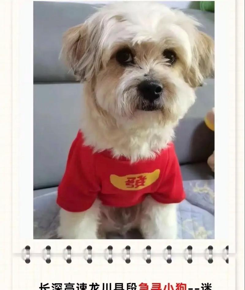 狗的嗅觉能力之谜（揭秘狗狗为何拥有如此灵敏的鼻子）