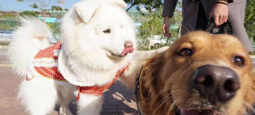 大型犬成型需要的时间（探索大型犬成型的关键因素和时间表）