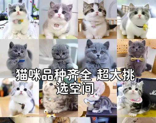 深圳宠物论坛（深入了解深圳宠物论坛的各类主题，让您的宠物生活更精彩）
