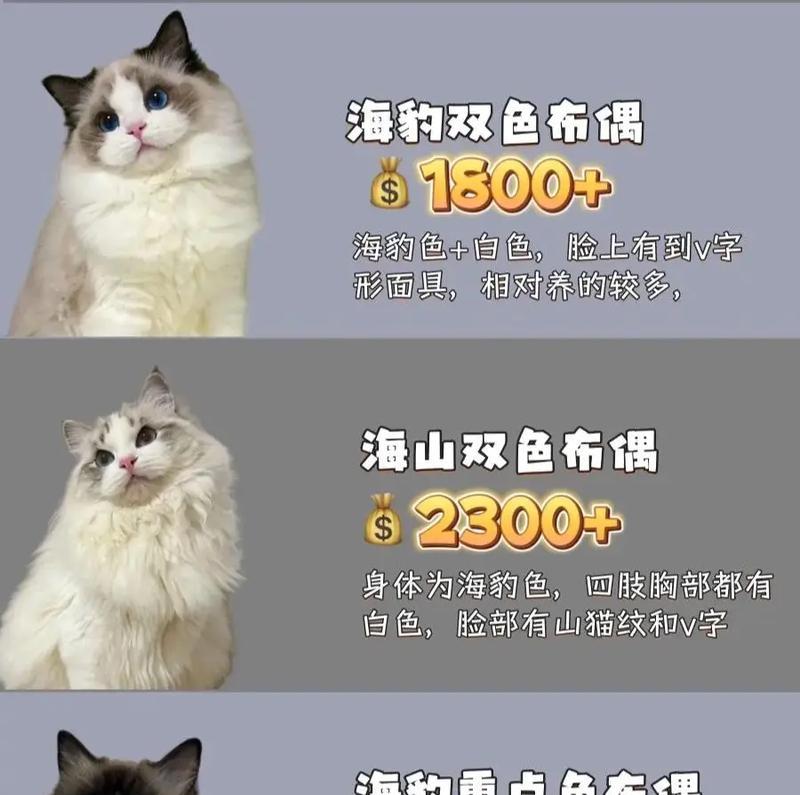 成为一名优秀的新手布偶猫铲屎官，这6个方法必备！（宠物布偶猫的饲养秘籍，让你成为专业铲屎官）