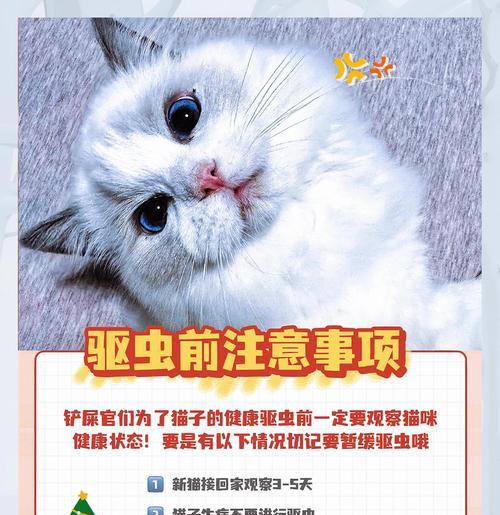 猫咪驱虫（了解猫咪驱虫频率，守护爱宠健康）