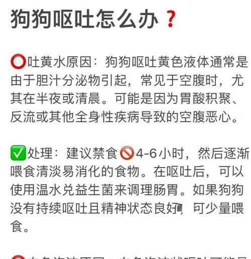 泰迪怀孕多久会出现呕吐现象？（呕吐现象在泰迪怀孕期间的表现及原因分析）