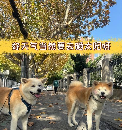 狗狗夏日晒太阳的最佳时长（科学指导下，宠爱萌宠健康成长）