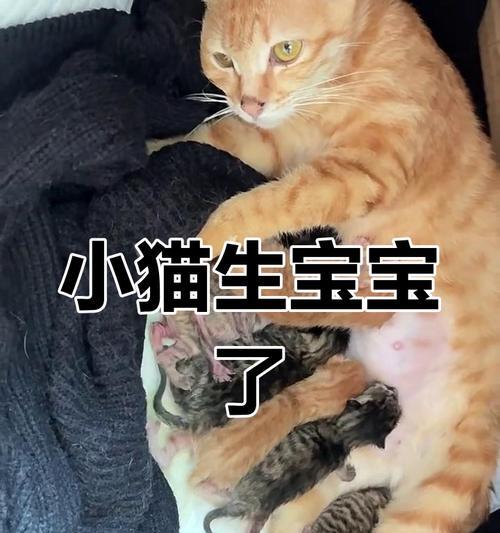 怀孕猫妈妈的顺利生产需要如何照顾？（猫妈妈的饮食、环境、运动和医疗需求详解）