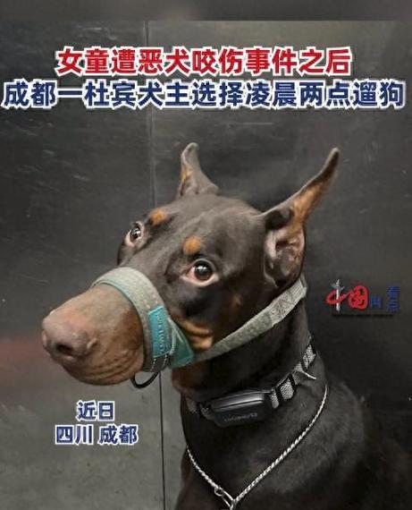 成都养狗须知（了解养狗所需证明材料，为宠物的美好生活打下坚实基础）