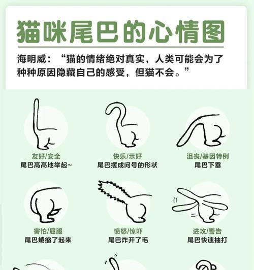 猫咪出生多久可以摸？——探寻与小猫建立亲密联系的最佳时机（猫咪摸得越早，关系越亲密！+）