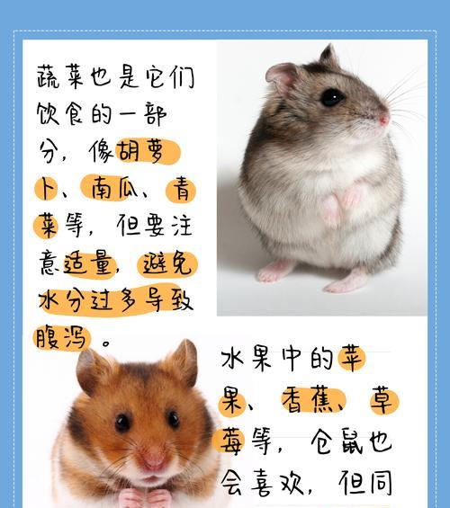 仓鼠的蔬果饮食指南（探索仓鼠喜爱和适合吃的蔬果种类及注意事项）