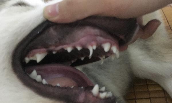阿拉斯加长牙时间的研究（探寻阿拉斯加狗长牙的奥秘）