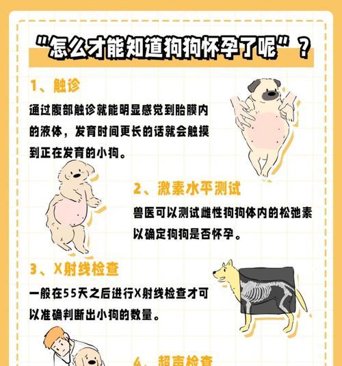 狗狗怀孕多久做节育？（了解狗狗节育的最佳时间和方法）