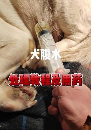 狗狗得了腹水，它能活多久？（了解腹水狗狗的病情和寿命关键）