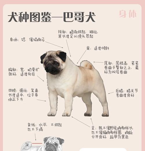 以巴哥幼犬的睡眠需求与习惯（揭秘以巴哥幼犬的睡眠时间和行为习惯）