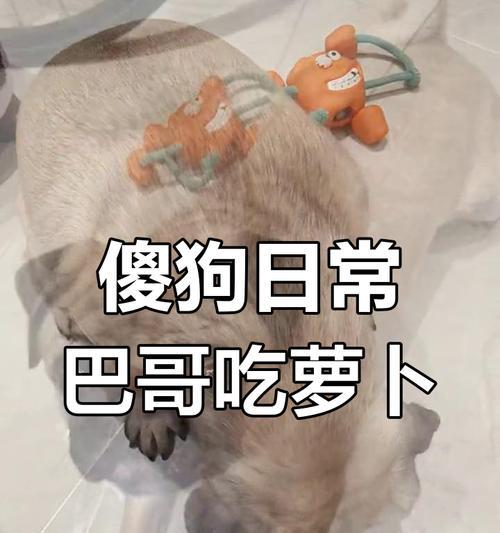 八哥犬的饮食禁忌（谨防喂食危险食物）