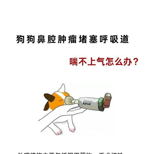 狗狗突然不出声或声音沙哑，可能患有呼吸道疾病（三种常见呼吸道疾病导致狗狗声音异常）
