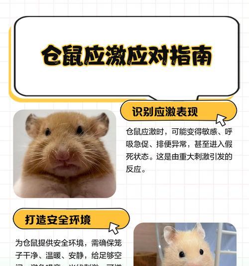 仓鼠打架的原因及解决方法（探究仓鼠打架的三个主要原因及如何解决）