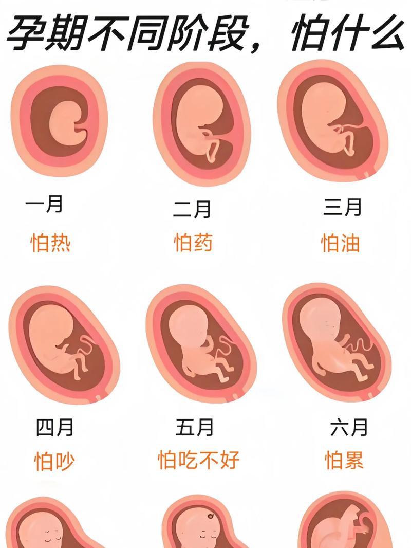 怀孕多久肚子才能看得出来？（孕妇肚子隆起的关键因素是什么？）