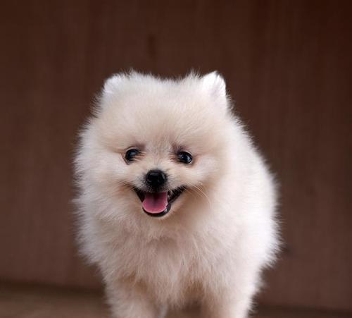 小型犬特点揭秘——了解这些，选择小种狗更得心应手（小型犬的特点及选择要点）