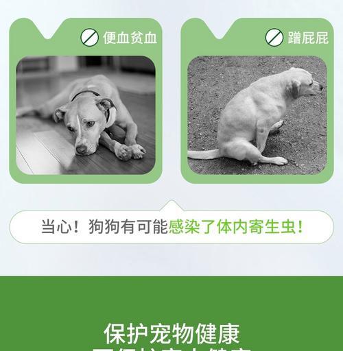 拜耳幼犬饲料喂养指南（科学合理的饲养时间表和营养需求）