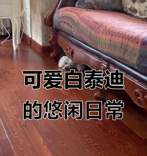泰迪狗一天需要的睡眠时间究竟是多少呢？（探究泰迪狗的睡眠需求量和影响因素）