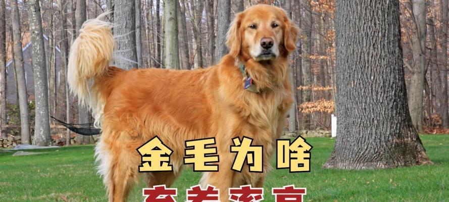 为什么这几种狗狗的弃养率高？（探寻弃养原因，关注流浪犬问题）