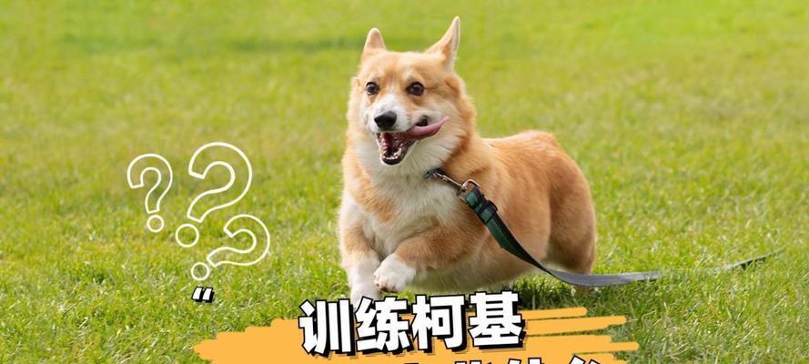 柯基训练指南（柯基训练的最佳时机与策略）