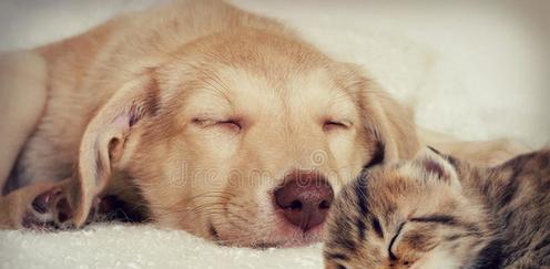 猫狗的睡眠需求及习性（猫狗睡眠习惯的探究及睡眠时间的差异）