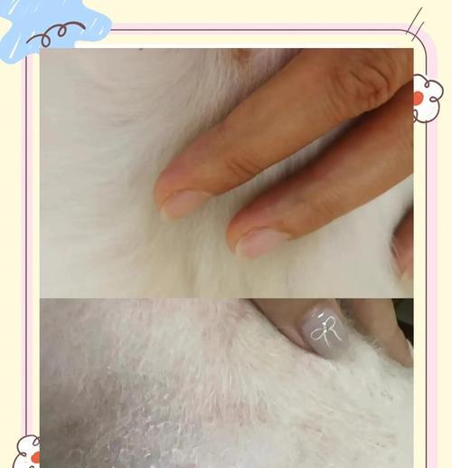 狗狗真菌感染的预防与治疗（掌握狗狗真菌感染的常见症状和治疗时间）