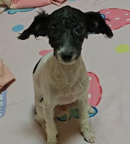 泰迪胎毛剃后多久才能长出来？（探究泰迪剃毛后毛发再生的周期和影响因素）