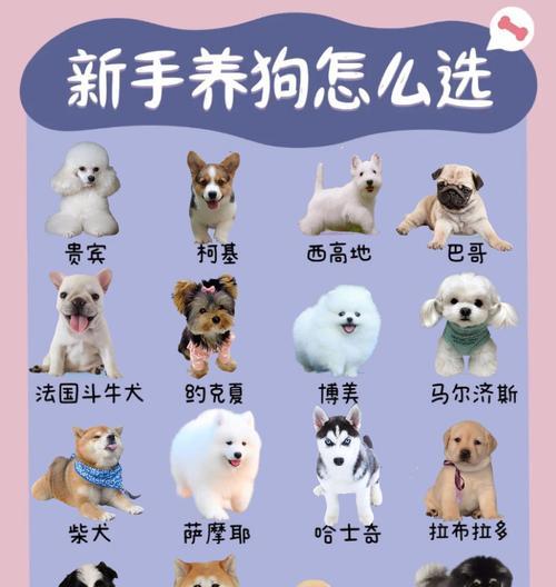 幼犬的正确养育指南（培养健康快乐的小狗生活方式）