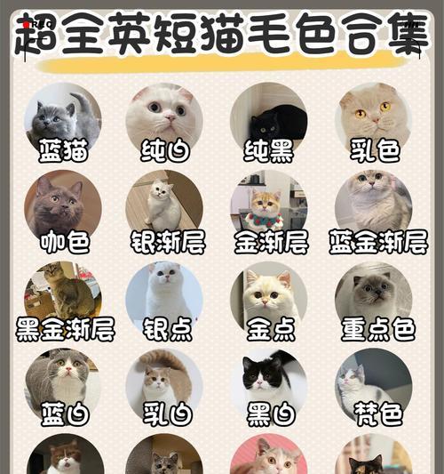 打造幸福猫咪生活（从喂养到训练，掌握这些方法让你的猫咪快乐成长）