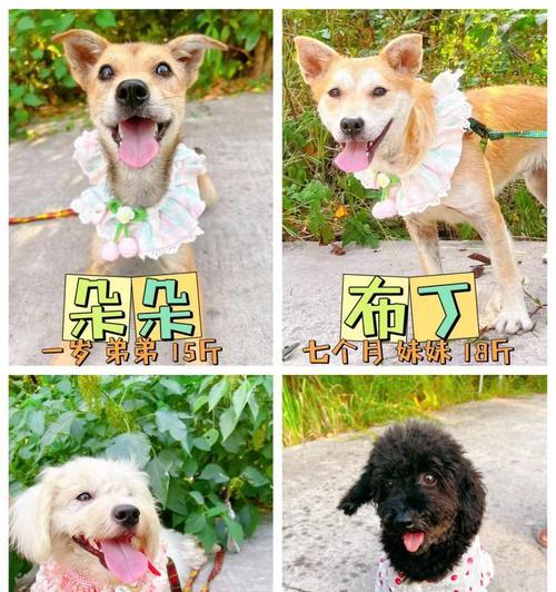探讨狗三联疫苗的接种周期（疫苗接种频率与免疫保护效果的关系）