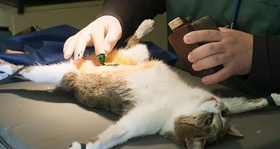 猫的繁殖周期及繁殖时间（了解猫繁殖的关键信息）