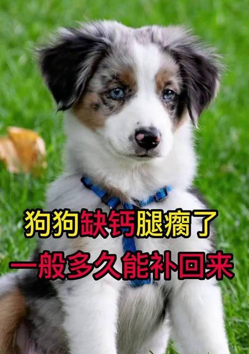 狗腿被撞了多久好？（狗腿受伤修复的时间和方法探讨）