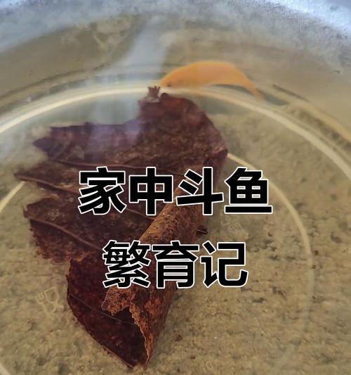 斗鱼产卵周期探究（揭秘斗鱼产卵周期、关键因素及优化方法）