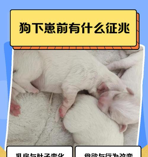 狗崽成长（揭秘狗崽成长的关键阶段）