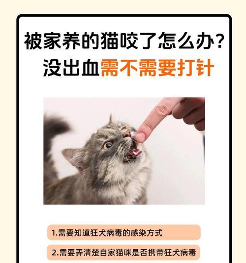 被猫咪抓了多久打针？解读疫苗注射时间的重要性（揭秘疫苗注射时间对猫咪健康的影响，及早防患于未然）