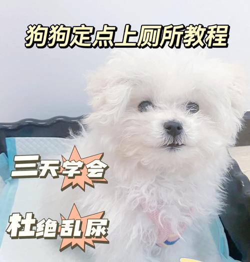 金毛幼犬训练指南（有效方法和建议助你训练金毛幼犬定点上厕所）