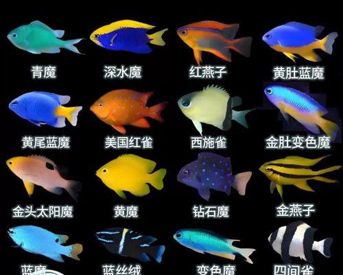 从海水缸准备到放养（海水缸鱼类饲养的关键细节与注意事项）