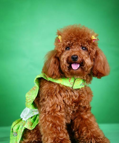 拥有玩具贵宾犬的好品质（探索玩具贵宾犬迷人的特质与优势）